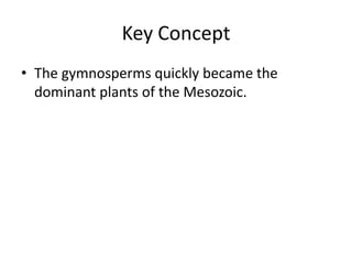 Key Concept
• The gymnosperms quickly became the
  dominant plants of the Mesozoic.
 