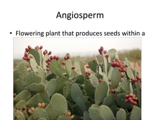 Angiosperm
• Flowering plant that produces seeds within a
  fruit
 