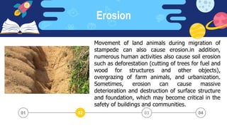Erosion
03 04
02
01
Movement of land animals during migration of
stampede can also cause erosion.in addition,
numerous human activities also cause soil erosion
such as deforestation (cutting of trees for fuel and
wood for structures and other objects),
overgrazing of farm animals, and urbanization.
Sometimes, erosion can cause massive
deterioration and destruction of surface structure
and foundation, which may become critical in the
safety of buildings and communities.
 