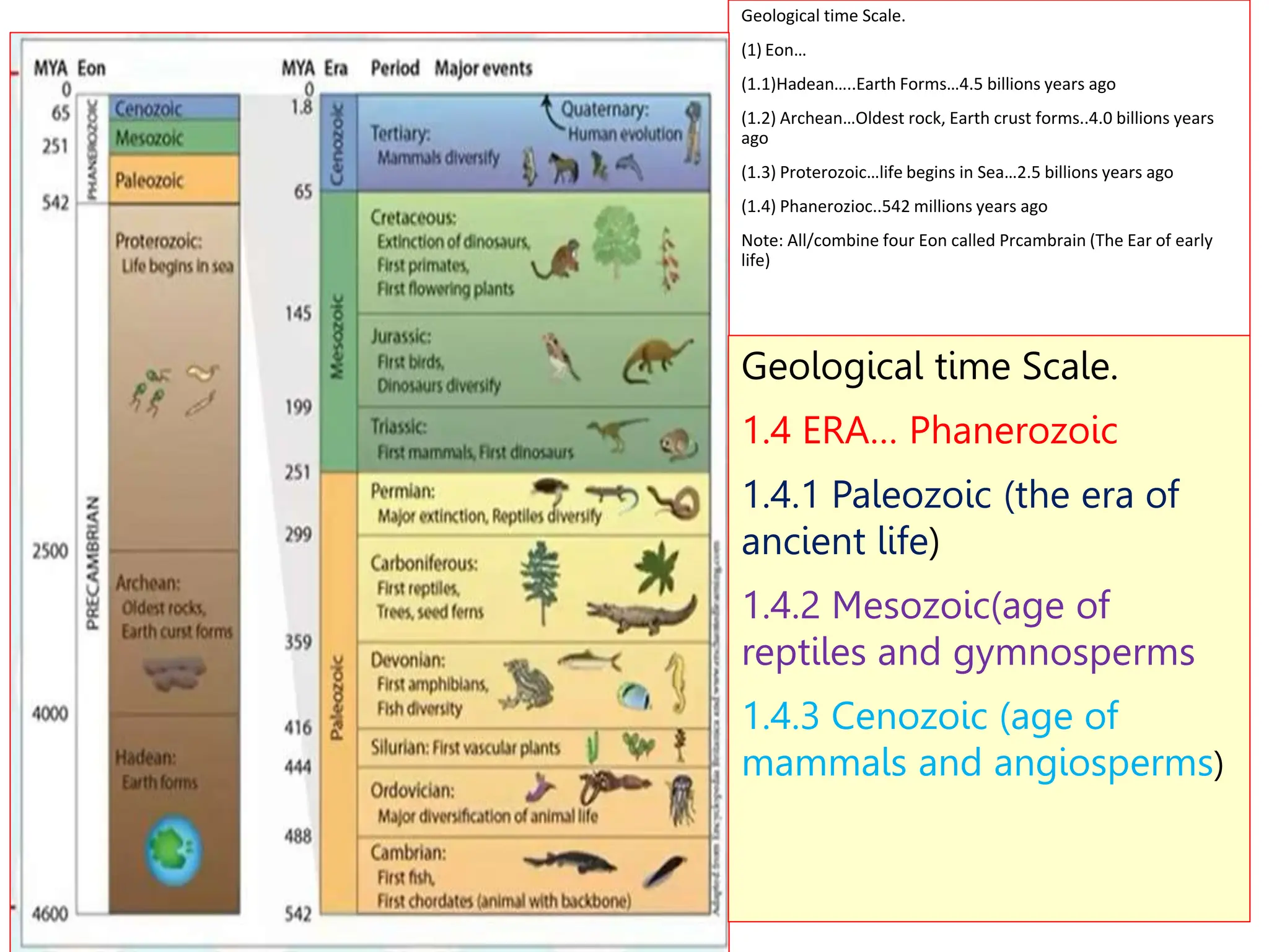 Geological time Scale.
(1) Eon…
(1.1)Hadean…..Earth Forms…4.5 billions years ago
(1.2) Archean…Oldest rock, Earth crust forms..4.0 billions years
ago
(1.3) Proterozoic…life begins in Sea…2.5 billions years ago
(1.4) Phanerozioc..542 millions years ago
Note: All/combine four Eon called Prcambrain (The Ear of early
life)
Geological time Scale.
1.4 ERA… Phanerozoic
1.4.1 Paleozoic (the era of
ancient life)
1.4.2 Mesozoic(age of
reptiles and gymnosperms
1.4.3 Cenozoic (age of
mammals and angiosperms)
 