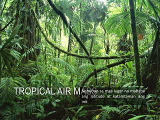 TROPICAL AIR MASSNabubuo sa mga lugar na mababa
ang latitude at katamtaman ang
init
 