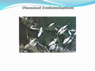 Chemical Contamination