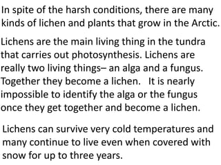 In spite of the harsh conditions, there are many
kinds of lichen and plants that grow in the Arctic.
Lichens are the main living thing in the tundra
that carries out photosynthesis. Lichens are
really two living things– an alga and a fungus.
Together they become a lichen. It is nearly
impossible to identify the alga or the fungus
once they get together and become a lichen.
Lichens can survive very cold temperatures and
many continue to live even when covered with
snow for up to three years.
 