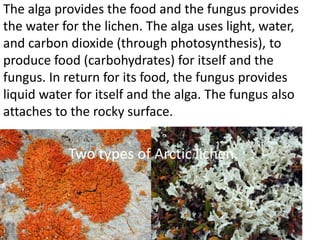 The alga provides the food and the fungus provides
the water for the lichen. The alga uses light, water,
and carbon dioxide (through photosynthesis), to
produce food (carbohydrates) for itself and the
fungus. In return for its food, the fungus provides
liquid water for itself and the alga. The fungus also
attaches to the rocky surface.


           Two types of Arctic lichen.
 