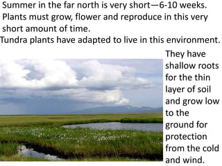 Summer in the far north is very short—6-10 weeks.
 Plants must grow, flower and reproduce in this very
 short amount of time.
Tundra plants have adapted to live in this environment.
                                           They have
                                           shallow roots
                                           for the thin
                                           layer of soil
                                           and grow low
                                           to the
                                           ground for
                                           protection
                                           from the cold
                                           and wind.
 