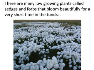 There are many low growing plants called
sedges and forbs that bloom beautifully for a
very short time in the tundra.
 