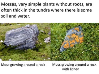 Mosses, very simple plants without roots, are
often thick in the tundra where there is some
soil and water.




Moss growing around a rock   Moss growing around a rock
                                  with lichen
 
