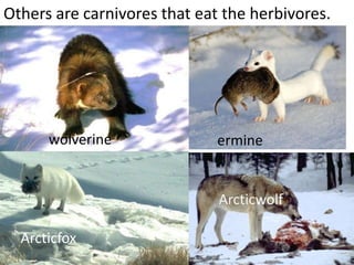 Others are carnivores that eat the herbivores.




      wolverine               ermine


                              Arcticwolf

  Arcticfox
 
