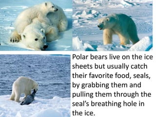 Polar bears live on the ice
sheets but usually catch
their favorite food, seals,
by grabbing them and
pulling them through the
seal’s breathing hole in
the ice.
 