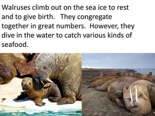 Walruses climb out on the sea ice to rest
and to give birth. They congregate
together in great numbers. However, they
dive in the water to catch various kinds of
seafood.
 