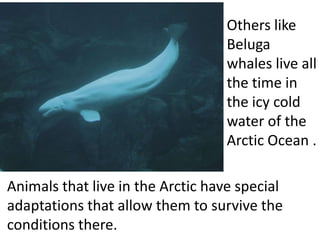 Others like
                                   Beluga
                                   whales live all
                                   the time in
                                   the icy cold
                                   water of the
                                   Arctic Ocean .

Animals that live in the Arctic have special
adaptations that allow them to survive the
conditions there.
 