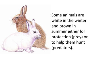 Some animals are
white in the winter
and brown in
summer either for
protection (prey) or
to help them hunt
(predators).
 
