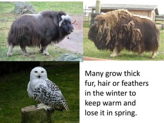 Many grow thick
fur, hair or feathers
in the winter to
keep warm and
lose it in spring.
 