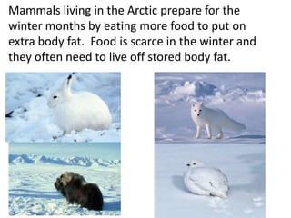 Mammals living in the Arctic prepare for the
winter months by eating more food to put on
extra body fat. Food is scarce in the winter and
they often need to live off stored body fat.
 