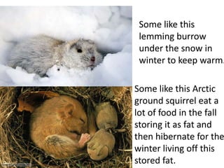 Some like this
 lemming burrow
 under the snow in
 winter to keep warm.

Some like this Arctic
ground squirrel eat a
lot of food in the fall
storing it as fat and
then hibernate for the
winter living off this
stored fat.
 