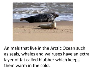 Animals that live in the Arctic Ocean such
as seals, whales and walruses have an extra
layer of fat called blubber which keeps
them warm in the cold.
 