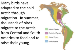 Many birds have
adapted to the cold
Arctic through
migration. In summer,
thousands of birds
migrate to the Arctic
from Central and South
America to feed and to
raise their young.
 