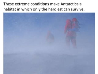 These extreme conditions make Antarctica a
habitat in which only the hardiest can survive.
 