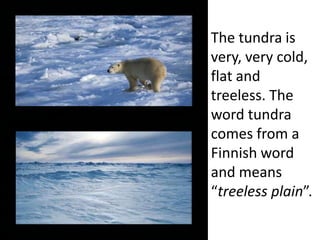 The tundra is
very, very cold,
flat and
treeless. The
word tundra
comes from a
Finnish word
and means
“treeless plain”.
 