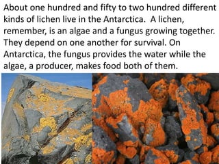 About one hundred and fifty to two hundred different
kinds of lichen live in the Antarctica. A lichen,
remember, is an algae and a fungus growing together.
They depend on one another for survival. On
Antarctica, the fungus provides the water while the
algae, a producer, makes food both of them.
 