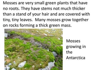 Mosses are very small green plants that have
no roots. They have stems not much thicker
than a stand of your hair and are covered with
tiny, tiny leaves. Many mosses grow together
on rocks forming a thick green mass.


                                 Mosses
                                 growing in
                                 the
                                 Antarctica
 