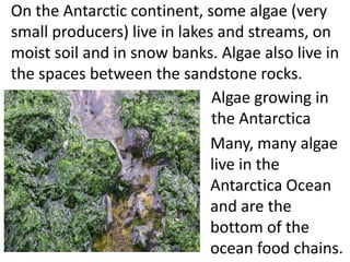 On the Antarctic continent, some algae (very
small producers) live in lakes and streams, on
moist soil and in snow banks. Algae also live in
the spaces between the sandstone rocks.
                              Algae growing in
                              the Antarctica
                              Many, many algae
                              live in the
                              Antarctica Ocean
                              and are the
                              bottom of the
                              ocean food chains.
 