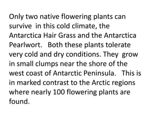 Only two native flowering plants can
survive in this cold climate, the
Antarctica Hair Grass and the Antarctica
Pearlwort. Both these plants tolerate
very cold and dry conditions. They grow
in small clumps near the shore of the
west coast of Antarctic Peninsula. This is
in marked contrast to the Arctic regions
where nearly 100 flowering plants are
found.
 