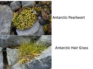 Antarctic Pearlwort




 Antarctic Hair Grass
 