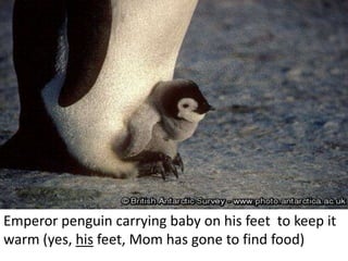 Emperor penguin carrying baby on his feet to keep it
warm (yes, his feet, Mom has gone to find food)
 