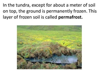 In the tundra, except for about a meter of soil
on top, the ground is permanently frozen. This
layer of frozen soil is called permafrost.
 