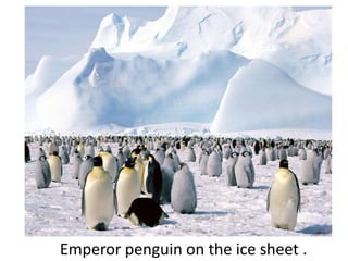 Emperor penguin on the ice sheet .
 