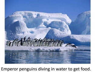 Emperor penguins diving in water to get food.
 