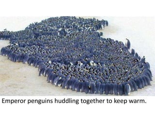 Emperor penguins huddling together to keep warm.
 
