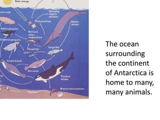 The ocean
surrounding
the continent
of Antarctica is
home to many,
many animals.
 