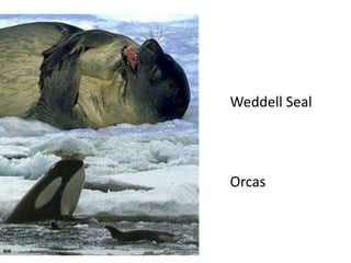 Weddell Seal




Orcas
 