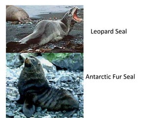 Leopard Seal




Antarctic Fur Seal
 