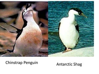 Chinstrap Penguin   Antarctic Shag
 