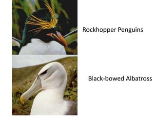 Rockhopper Penguins




 Black-bowed Albatross
 