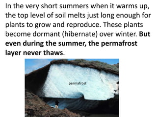 In the very short summers when it warms up,
the top level of soil melts just long enough for
plants to grow and reproduce. These plants
become dormant (hibernate) over winter. But
even during the summer, the permafrost
layer never thaws.


                    permafrost
 