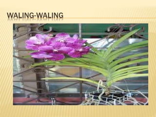 WALING-WALING
 