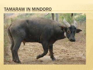 TAMARAW IN MINDORO
 