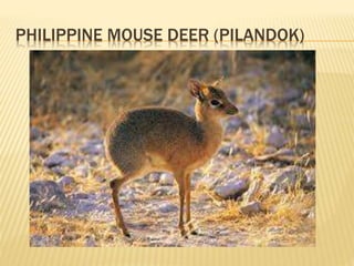 PHILIPPINE MOUSE DEER (PILANDOK)
 