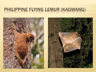 PHILIPPINE FLYING LEMUR (KAGWANG)
 