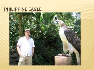 PHILIPPINE EAGLE
 