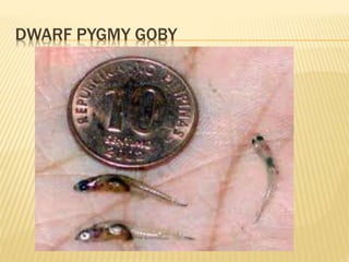 DWARF PYGMY GOBY
 