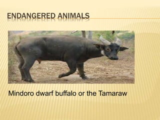ENDANGERED ANIMALS
Mindoro dwarf buffalo or the Tamaraw
 