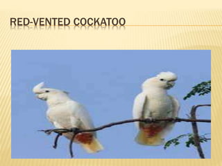 RED-VENTED COCKATOO
 