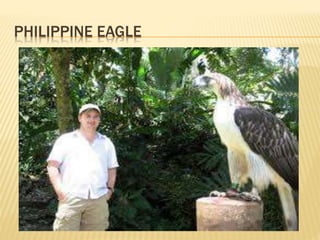PHILIPPINE EAGLE
 