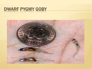 DWARF PYGMY GOBY
 
