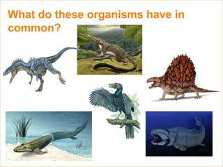 What do these organisms have in
common?
 